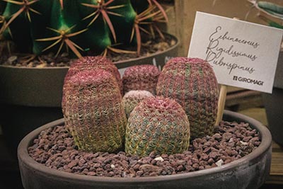 Echinocereus rigidissimus Rubispinus